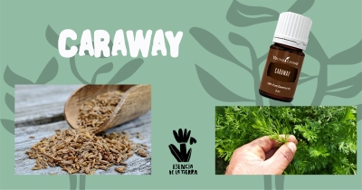 Caraway