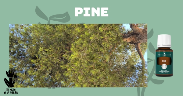 Pine